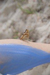 sitting butterfly on light background