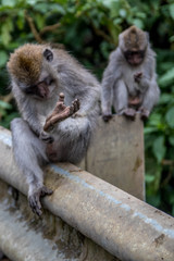 Monkeys cleaners