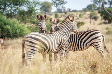 Fototapeta na wymiar Three bonding Zebras.
