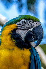 Parrot