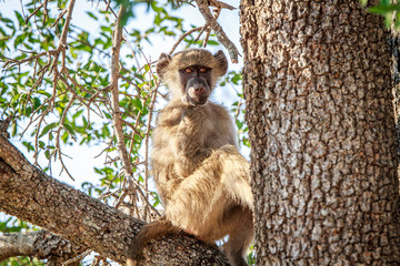 Young Baboon sitting in a tree.
