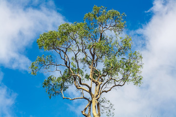 Tree and Sky