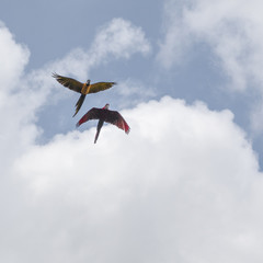 Parrots