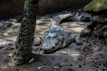 Crocodile