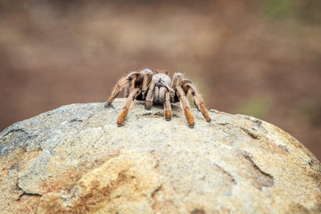 Baboon spider on a rock.
