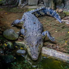 Aligator