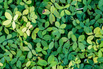 Green leaves floor