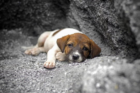 Homeless and hungry little dog abandoned stay at the hole