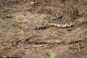 Puff adder feeding on a mouse.