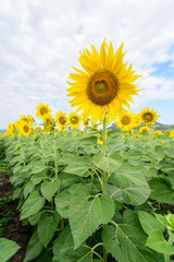 Sunflower field at the mountain