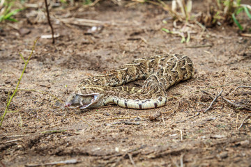 Puff adder feeding on a mouse.