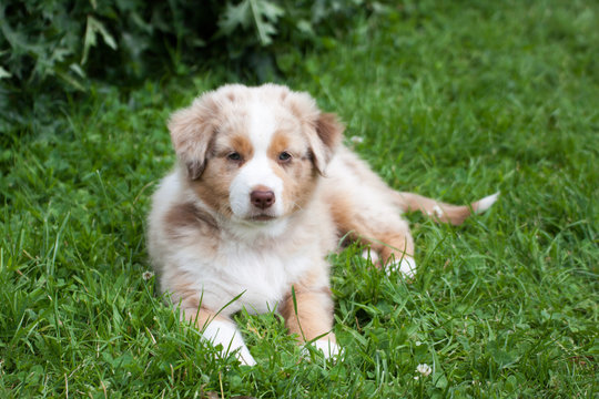Bebe Berger Australien Sur Herbe Stock Photo Adobe Stock