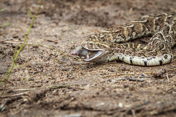 Puff adder feeding on a mouse.