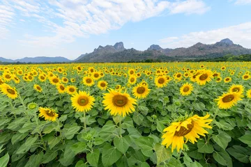 Abwaschbare Fototapete Sonnenblume Sonnenblumenfeld am Berg