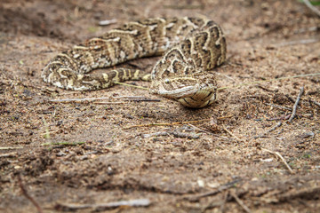 Puff adder feeding on a mouse.