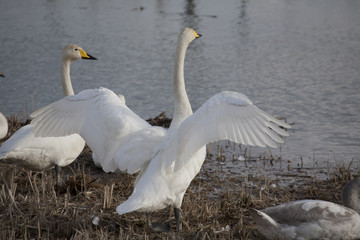 白鳥羽ばたく