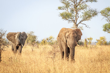 Elephants walking towards the camera.