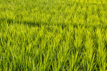 Ricefield