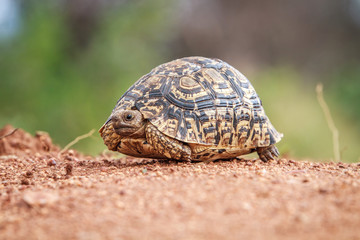 Leopard tortoise walking on the road.