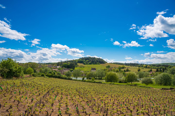 Fototapeta na wymiar Vineyards in Burgundy - Route de vins, France