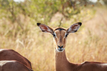 Female impala starring at the camera.