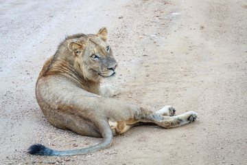 Young male Lion laying in the road.