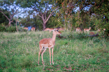 Female Impala starring at the camera.