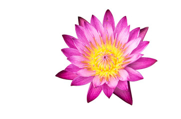 Purple lotus on white background. Pink lotus. isolate.