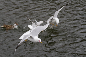 flying birds