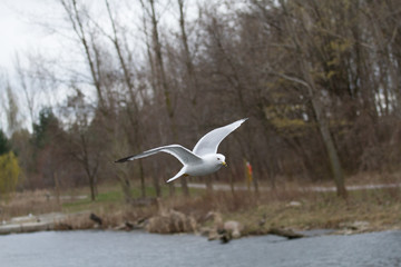 flying birds