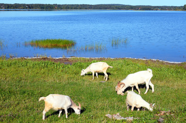 Goats on the green lawn.