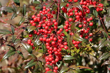 南天　冬　赤い実