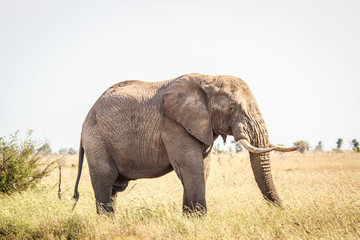 Fototapeta na wymiar Side profile of an Elephant.