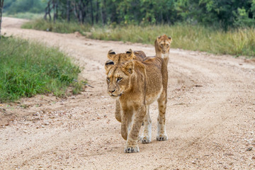 Three young Lions walking towards the camera.