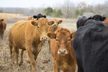 Cattle Herd