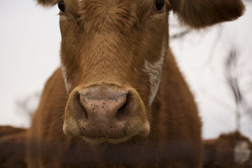 Cattle Mug