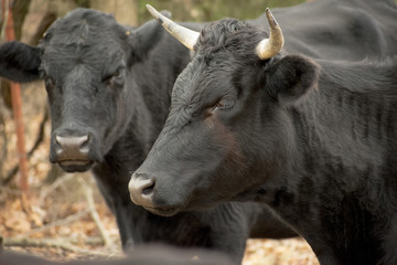Cattle Stare