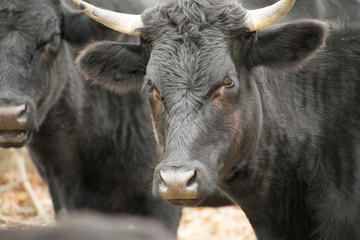 Cattle Stare Down