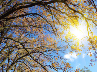 autumn forest