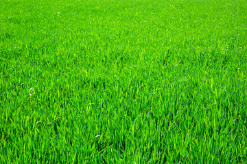 Fototapeta premium Green grass