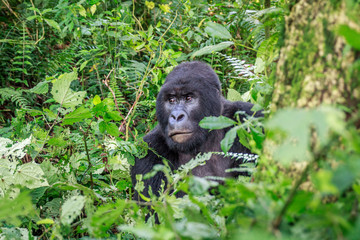 Obraz premium Silverback Mountain gorilla sitting in leaves.