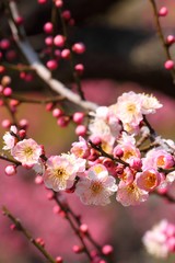 梅の花（無類絞り）