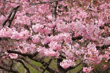 桜（ジンダイアケボノ）