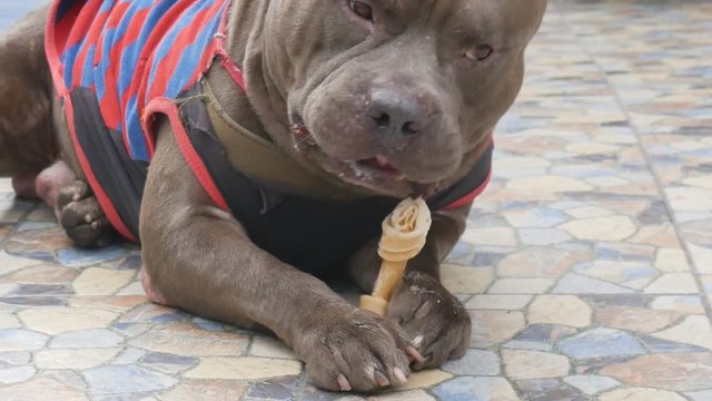 Pitbull dog,wearing cloth, chewing leather bone or rawhide