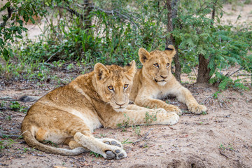 Two Lion cubs laying in the sand.
