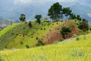 Fototapeta na wymiar Mountain farming in Thailand