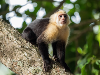 Fototapeta premium White-headed capuchin