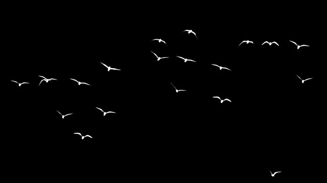 Silhouette Of A Flock Of Birds On A Black Background