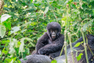Baby Mountain gorilla sitting on a Silverback.