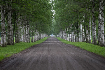 Obraz premium 白樺の並木道